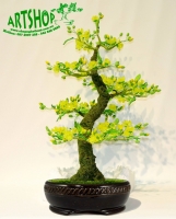  Gốc Bonsai Gỗ - Thế Mai Nữ - Mã: MN1