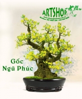 Hoa Mai Vàng thế Ngũ Phúc - Mã: HPL 259