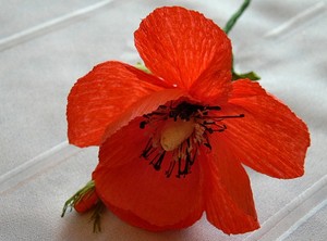 Bình poppy từ giấy nhún lung linh long lanh