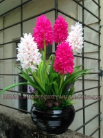 Hoa tiên ông pha lê