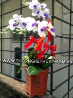 Hoa Lan Hồ Điệp 