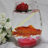 Bình thủy cảnh (18cm)