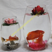 Bình thủy cảnh (20cm)