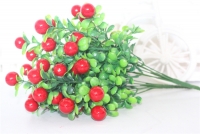 Cherry quả to