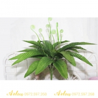 Cụm dương xỉ vòi nhỏ