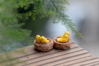 Tổ chim mini