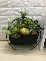 Chậu trồng sen đá - KT3