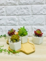 Bộ cốc trồng cây - Tổ ong