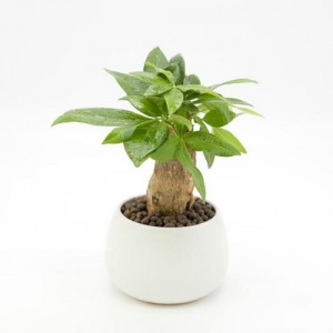 Cây phong thủy hợp mệnh, đem tài lộc vào nhà