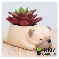 Chậu gốm hình chó pug