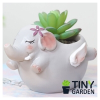 Chậu trồng cây voi bay