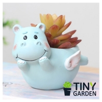 Chậu trồng cây hà mã bay