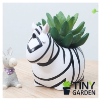 Chậu trồng cây ngựa vằn