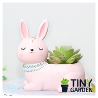 CHẬU THỎ THỔ CẨM