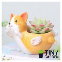 CHẬU TRỒNG CÂY - CORGI BAY