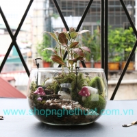 Ang sen cỡ Đại (18 cm)