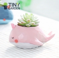 Chậu trồng cây cá voi