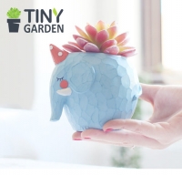 Chậu trồng cây voi xanh