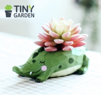 Chậu trồng cây cá sấu