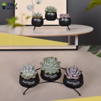 Chậu trồng cây - KT10