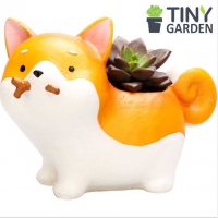 Chậu corgi gặm xương 