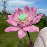 Hoa sen kẽm nhung