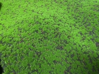 Thảm cỏ 1m 