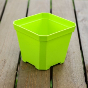 Chậu nhựa trồng sen đá: Hướng dẫn chi tiết cách chọn và sử dụng để cây khỏe mạnh