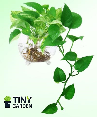 Cây trầu bà