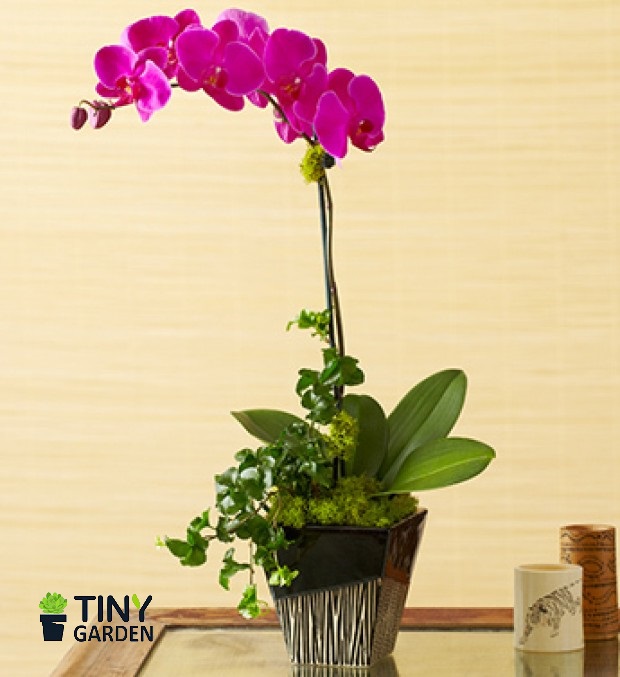 Hoa lan phong thủy