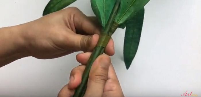 Dùng keo sáp quấn 3 cành lại với nhau