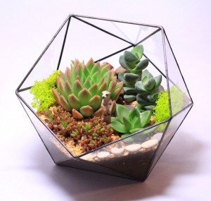 Bật mí cách làm Terrarium vô cùng dễ dàng