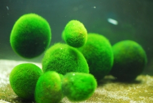 Kỳ lạ cây thủy sinh Marimo - bóng rong biển sống hơn 200 năm