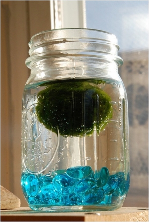 Marimo 200 tuổi – bé con “nuôi” mãi không già