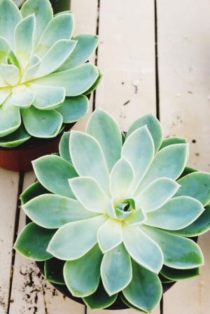 Những lưu ý không thể bỏ qua khi chăm sóc Sen đá