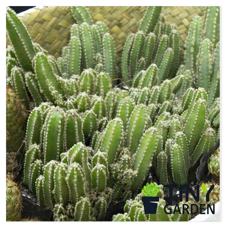 Xương Rồng Thanh Sơn - Cây Cảnh Mini