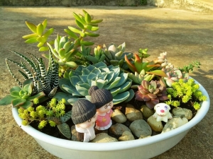 Chậu Gốm Sứ Trồng Cây: Hướng Dẫn Phân Biệt, Lựa Chọn và Sử Dụng Hiệu Quả