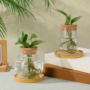 Bình thuỷ tinh trồng cây: Hướng dẫn toàn diện về Lựa chọn, Kỹ thuật và Chăm sóc Terrarium